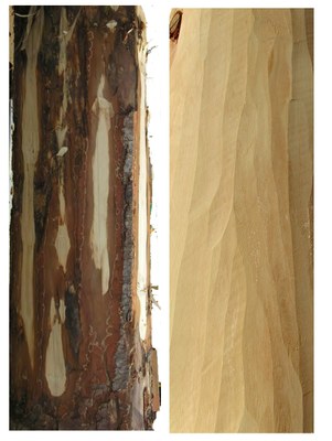 Peeled logs example 01.jpg